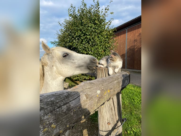 Weitere Ponys/Kleinpferde Wallach 13 Jahre 135 cm Fliegenschimmel in Zeiselmauer