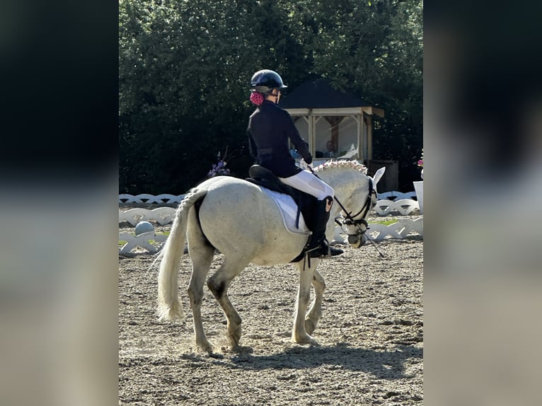 Weitere Ponys/Kleinpferde Wallach 13 Jahre 135 cm Fliegenschimmel in Zeiselmauer