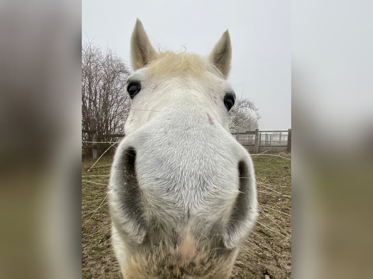 Weitere Ponys/Kleinpferde Wallach 13 Jahre 135 cm Fliegenschimmel in Zeiselmauer