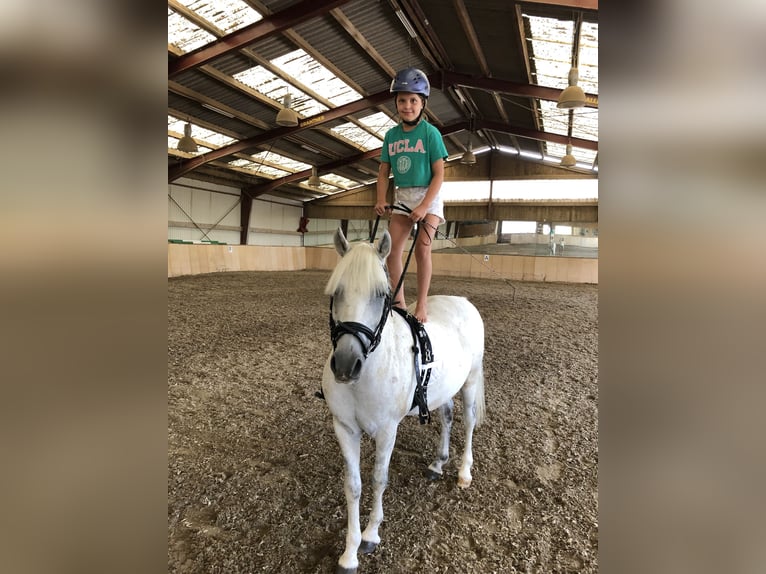 Weitere Ponys/Kleinpferde Wallach 13 Jahre 135 cm Fliegenschimmel in Zeiselmauer