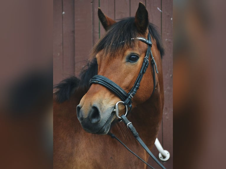 Weitere Ponys/Kleinpferde Mix Wallach 13 Jahre 136 cm Brauner in Versmold