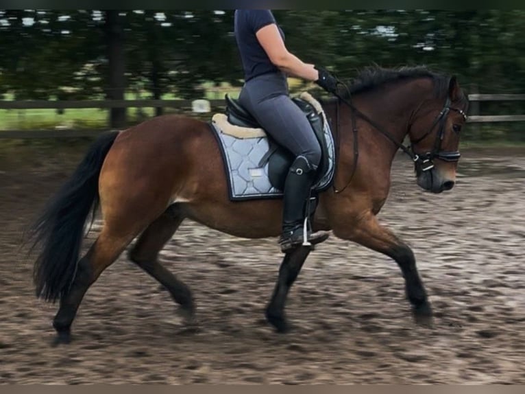 Weitere Ponys/Kleinpferde Mix Wallach 13 Jahre 136 cm Brauner in Versmold
