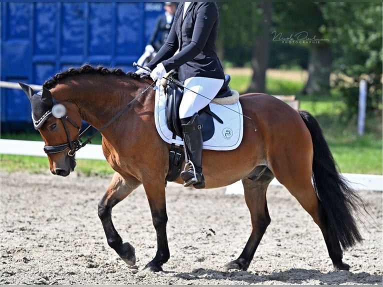 Weitere Ponys/Kleinpferde Mix Wallach 13 Jahre 136 cm Brauner in Versmold