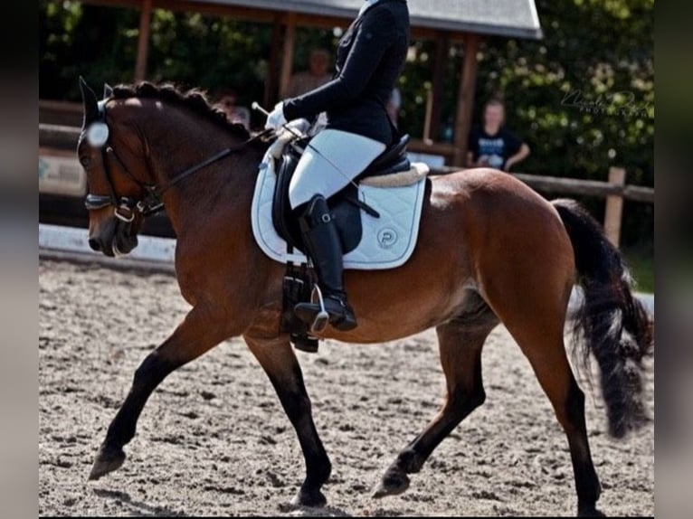 Weitere Ponys/Kleinpferde Mix Wallach 13 Jahre 136 cm Brauner in Versmold
