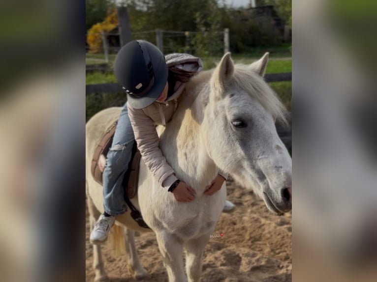Weitere Ponys/Kleinpferde Mix Wallach 13 Jahre 136 cm Schimmel in Pulow
