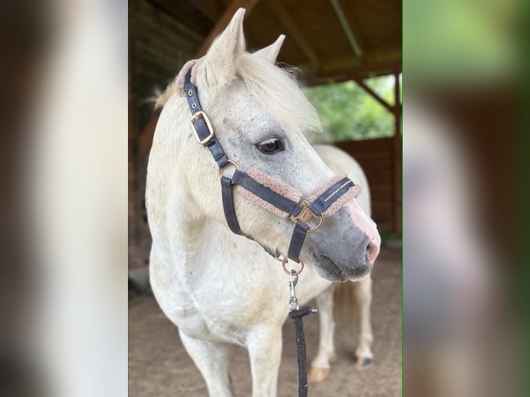 Weitere Ponys/Kleinpferde Mix Wallach 13 Jahre 136 cm Schimmel in Pulow