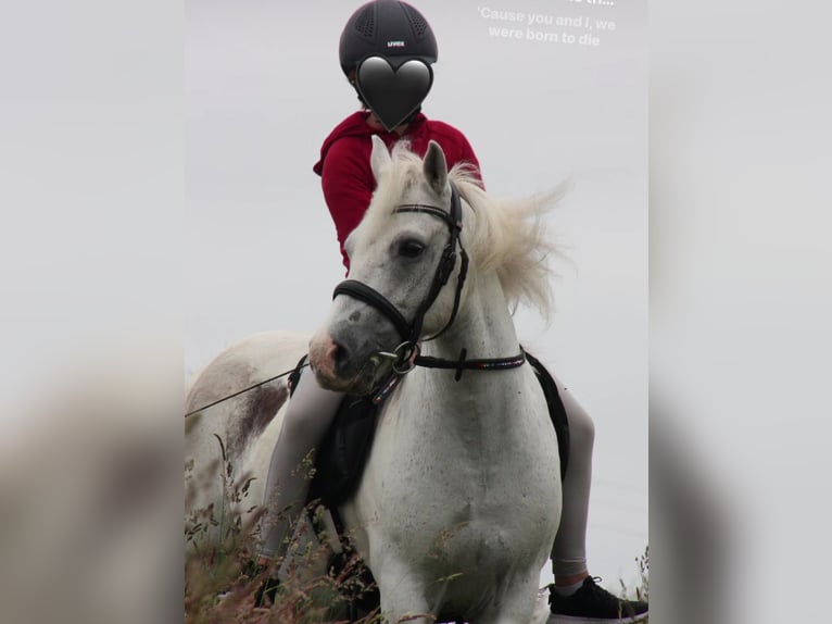 Weitere Ponys/Kleinpferde Mix Wallach 13 Jahre 136 cm Schimmel in Pulow