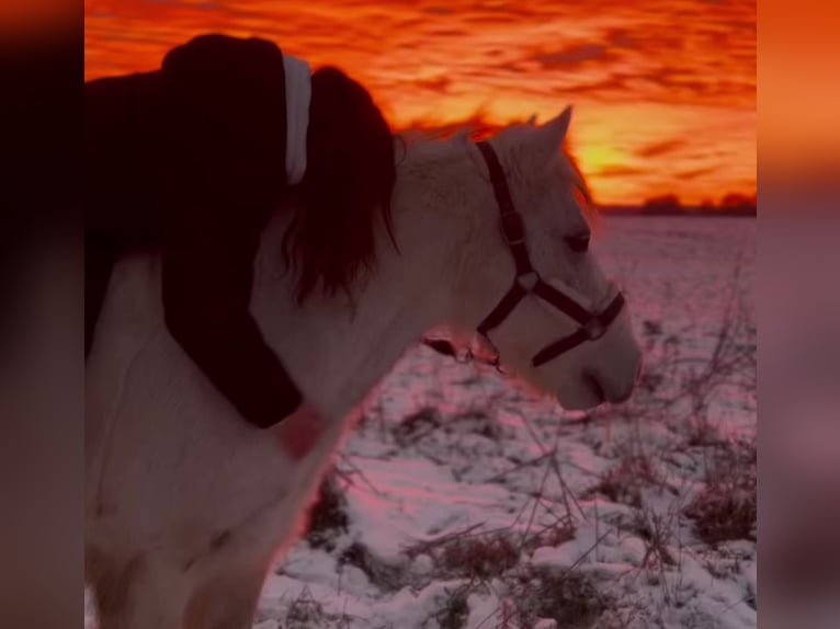 Weitere Ponys/Kleinpferde Mix Wallach 13 Jahre 136 cm Schimmel in Pulow