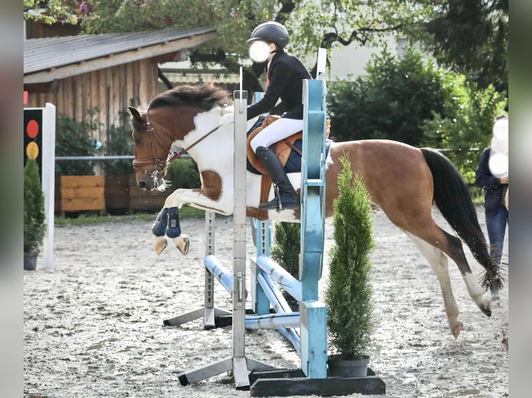 Weitere Ponys/Kleinpferde Wallach 13 Jahre 137 cm Schecke in Kufstein