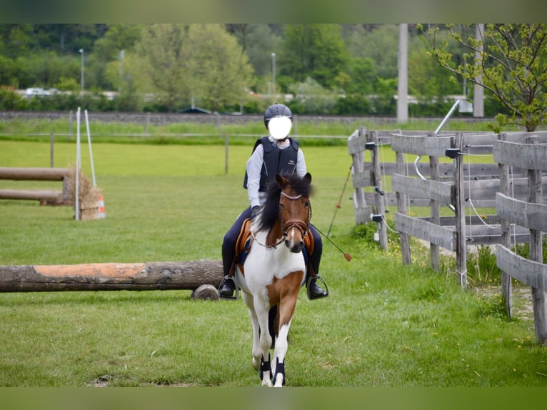 Weitere Ponys/Kleinpferde Wallach 13 Jahre 137 cm Schecke in Kufstein