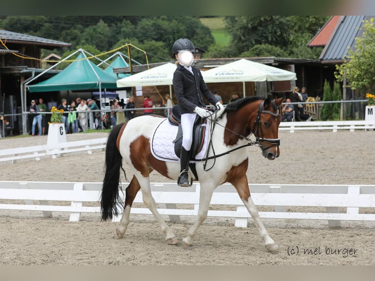 Weitere Ponys/Kleinpferde Wallach 13 Jahre 137 cm Schecke in Kufstein