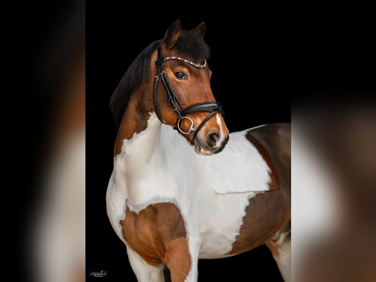 Weitere Ponys/Kleinpferde Wallach 13 Jahre 137 cm Schecke in Kufstein