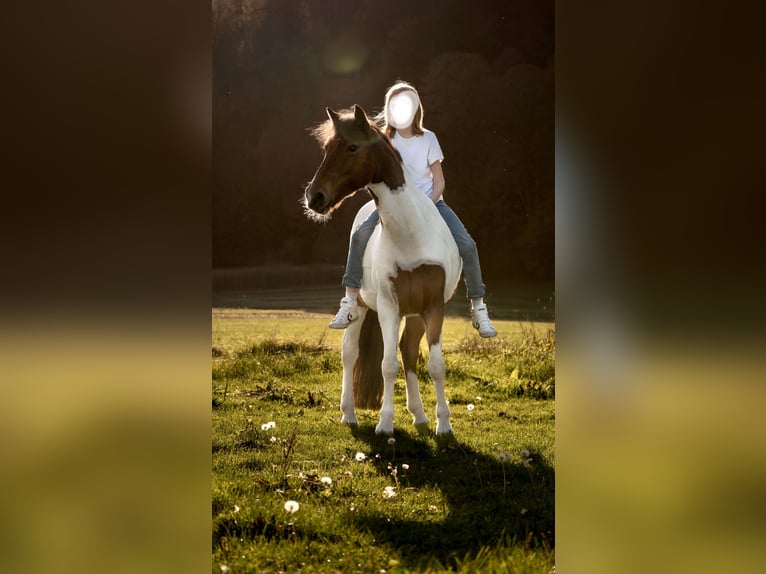 Weitere Ponys/Kleinpferde Wallach 13 Jahre 137 cm Schecke in Kufstein