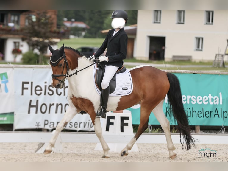 Weitere Ponys/Kleinpferde Wallach 13 Jahre 137 cm Schecke in Kufstein