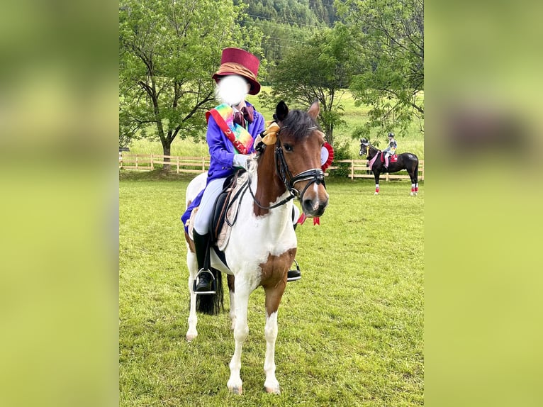 Weitere Ponys/Kleinpferde Wallach 13 Jahre 137 cm Schecke in Kufstein
