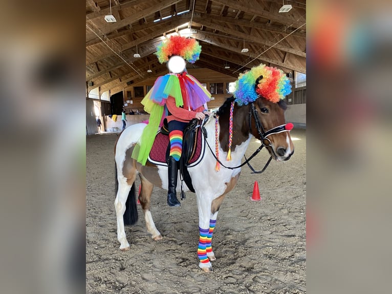 Weitere Ponys/Kleinpferde Wallach 13 Jahre 137 cm Schecke in Kufstein