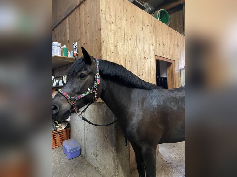 Weitere Ponys/Kleinpferde Mix Wallach 13 Jahre 137 cm Schwarzbrauner in Napplach