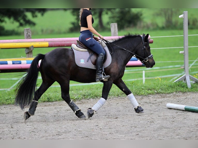Weitere Ponys/Kleinpferde Mix Wallach 13 Jahre 137 cm Schwarzbrauner in Napplach