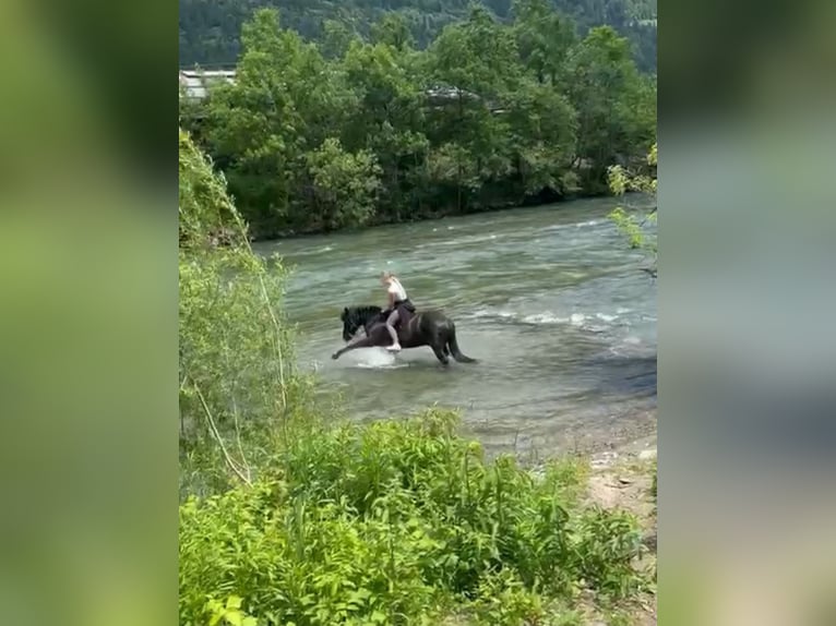 Weitere Ponys/Kleinpferde Mix Wallach 13 Jahre 137 cm Schwarzbrauner in Napplach