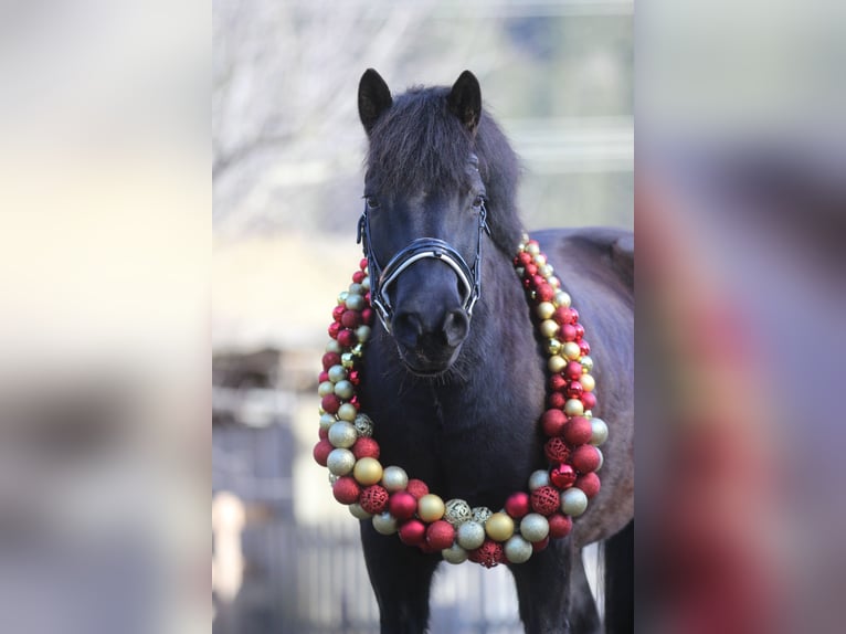 Weitere Ponys/Kleinpferde Mix Wallach 13 Jahre 137 cm Schwarzbrauner in Napplach