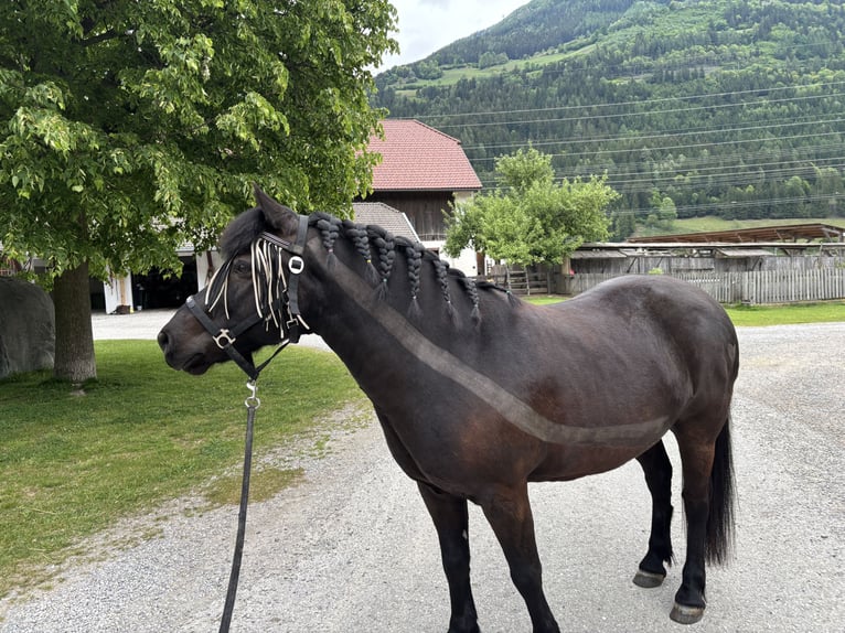 Weitere Ponys/Kleinpferde Mix Wallach 13 Jahre 137 cm Schwarzbrauner in Napplach