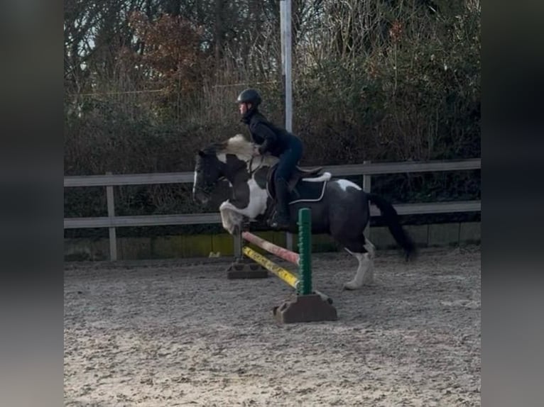 Weitere Ponys/Kleinpferde Wallach 13 Jahre 138 cm Schecke in Borod