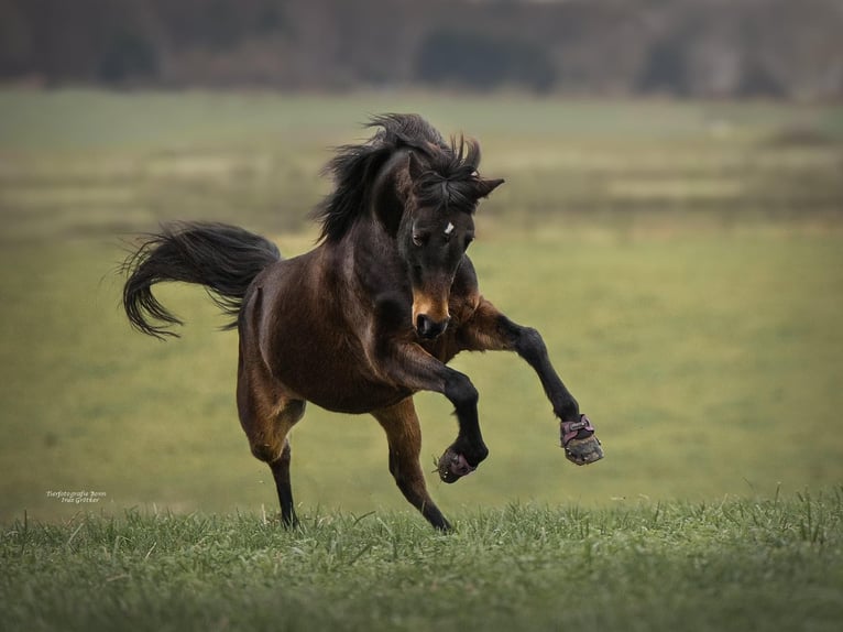 Weitere Ponys/Kleinpferde Mix Wallach 13 Jahre 140 cm Brauner in Wachtberg