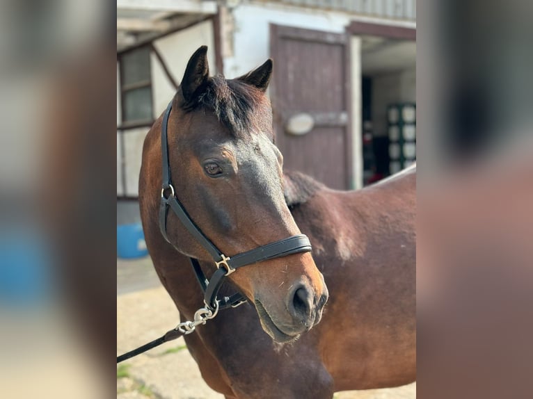 Weitere Ponys/Kleinpferde Mix Wallach 13 Jahre 140 cm Brauner in Wachtberg