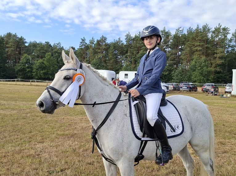 Weitere Ponys/Kleinpferde Wallach 13 Jahre 140 cm Schimmel in Wittingen