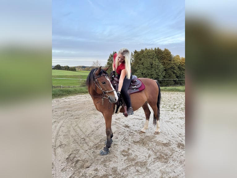 Weitere Ponys/Kleinpferde Wallach 13 Jahre 143 cm in Sch&#xF6;llnach