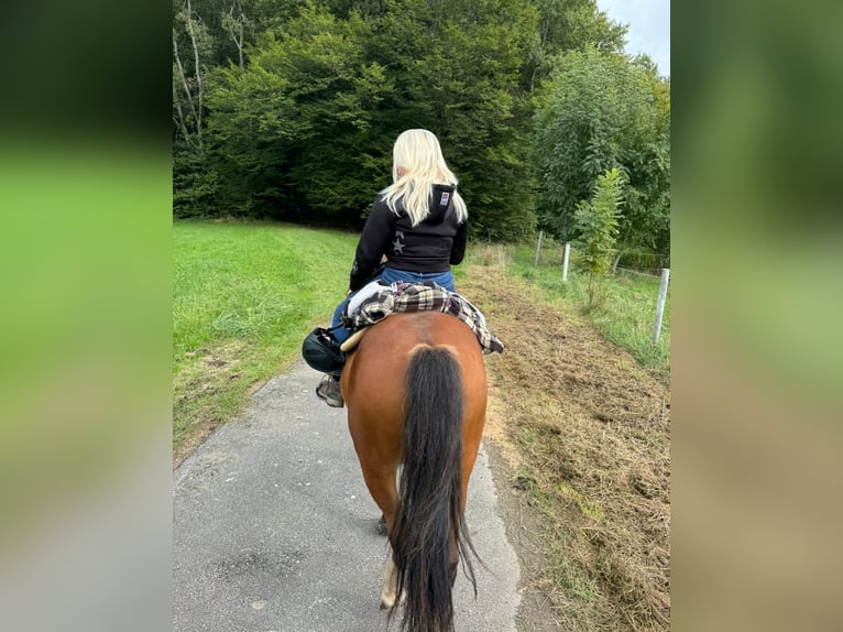 Weitere Ponys/Kleinpferde Wallach 13 Jahre 143 cm in Sch&#xF6;llnach