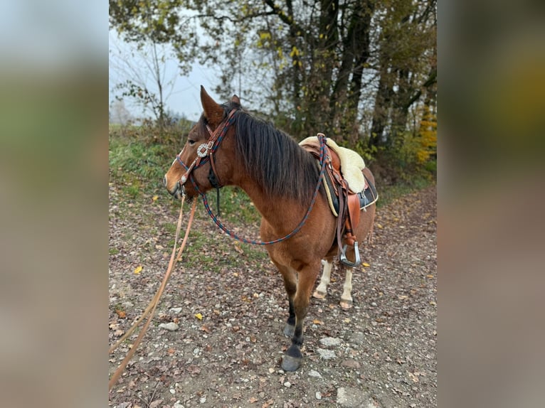 Weitere Ponys/Kleinpferde Wallach 13 Jahre 143 cm in Sch&#xF6;llnach