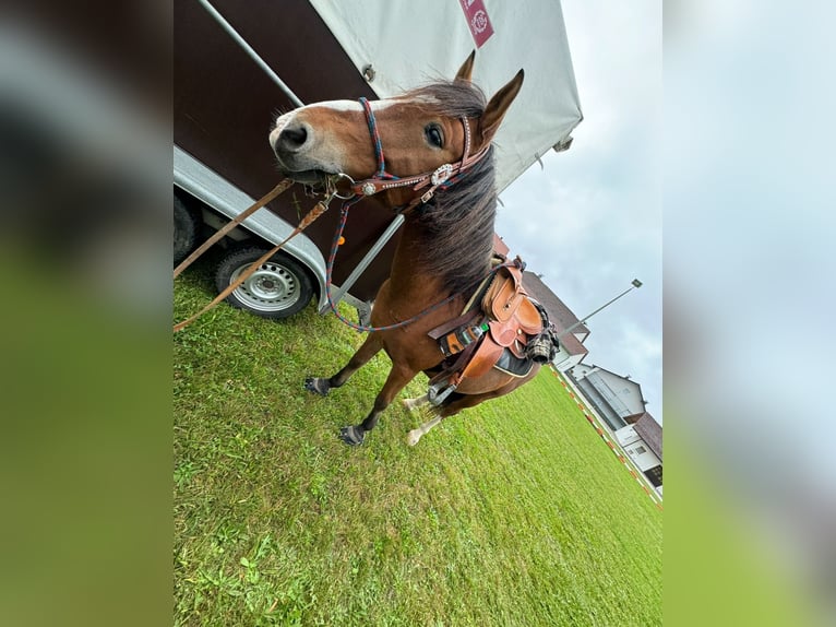 Weitere Ponys/Kleinpferde Wallach 13 Jahre 143 cm in Sch&#xF6;llnach