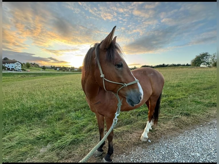 Weitere Ponys/Kleinpferde Wallach 13 Jahre 143 cm in Sch&#xF6;llnach