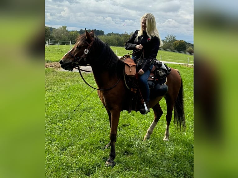 Weitere Ponys/Kleinpferde Wallach 13 Jahre 143 cm in Sch&#xF6;llnach