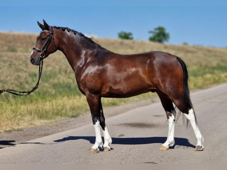 Weitere Ponys/Kleinpferde Wallach 13 Jahre 147 cm Brauner in Gyula