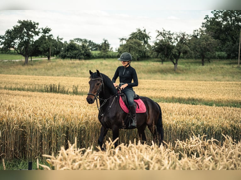 Weitere Ponys/Kleinpferde Wallach 13 Jahre 147 cm Schwarzbrauner in Sachsenheim