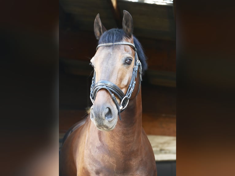 Weitere Ponys/Kleinpferde Wallach 13 Jahre 147 cm Schwarzbrauner in Sachsenheim