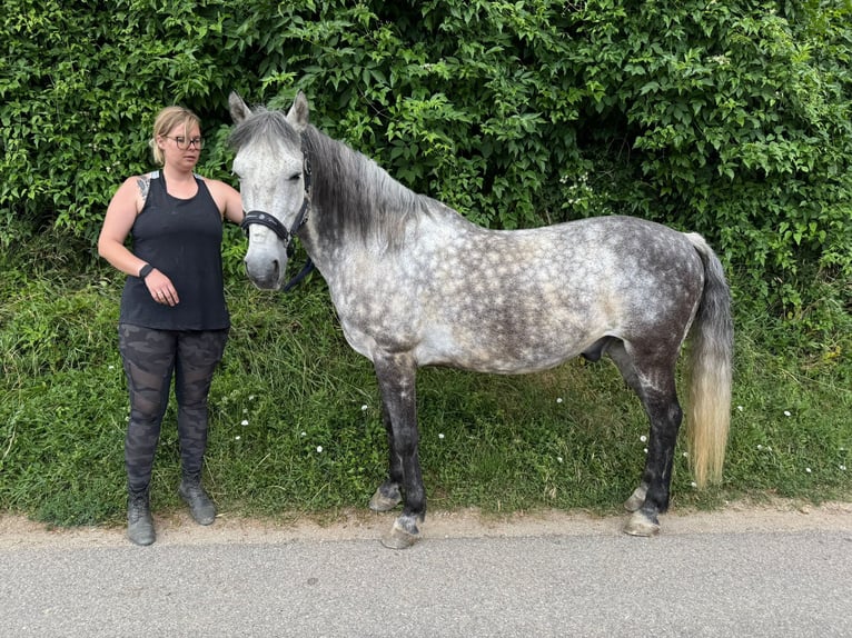 Weitere Ponys/Kleinpferde Mix Wallach 13 Jahre 148 cm Apfelschimmel in Adlkofen