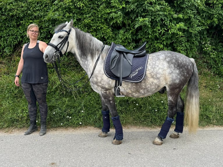 Weitere Ponys/Kleinpferde Mix Wallach 13 Jahre 148 cm Apfelschimmel in Adlkofen