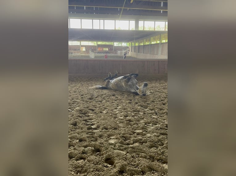 Weitere Ponys/Kleinpferde Mix Wallach 13 Jahre 148 cm Apfelschimmel in Adlkofen