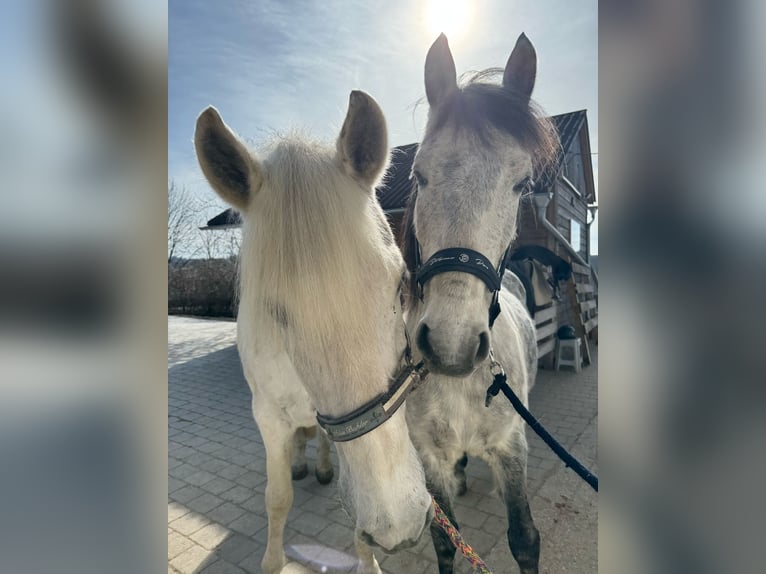 Weitere Ponys/Kleinpferde Mix Wallach 13 Jahre 148 cm Apfelschimmel in Adlkofen
