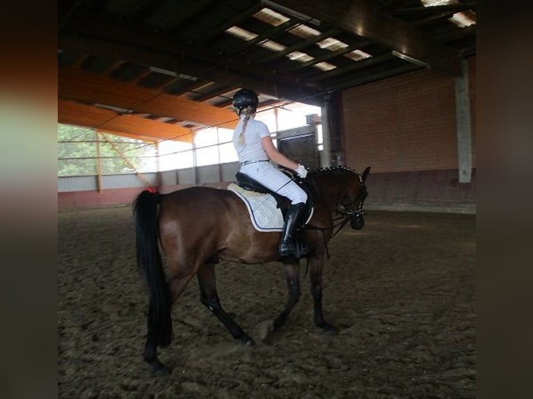 Weitere Ponys/Kleinpferde Mix Wallach 13 Jahre 148 cm Dunkelbrauner in Bielefeld