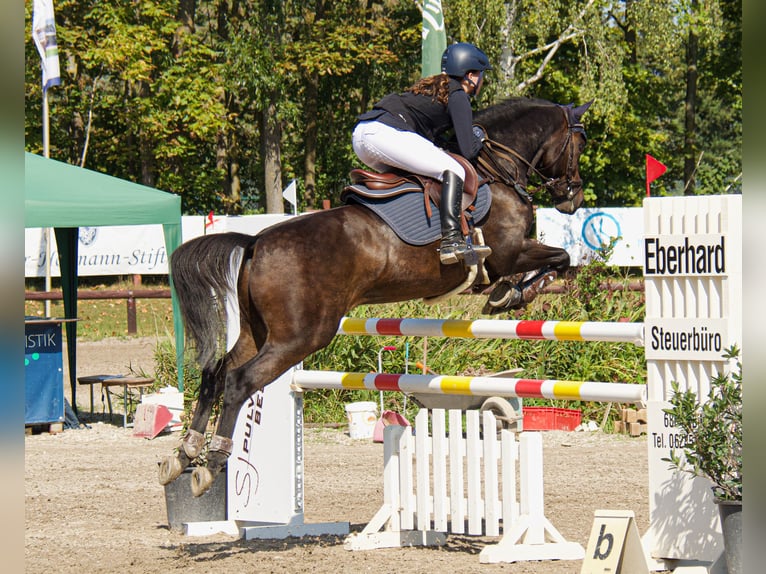 Weitere Ponys/Kleinpferde Wallach 13 Jahre 148 cm Dunkelbrauner in Heigenbrücken