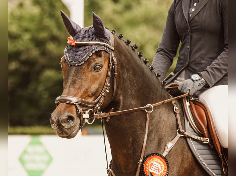 Weitere Ponys/Kleinpferde Wallach 13 Jahre 148 cm Dunkelbrauner in Heigenbrücken