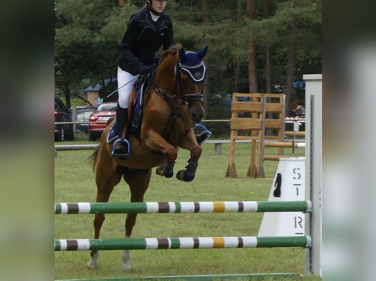 Weitere Ponys/Kleinpferde Wallach 13 Jahre 148 cm Fuchs in Pritzwalk