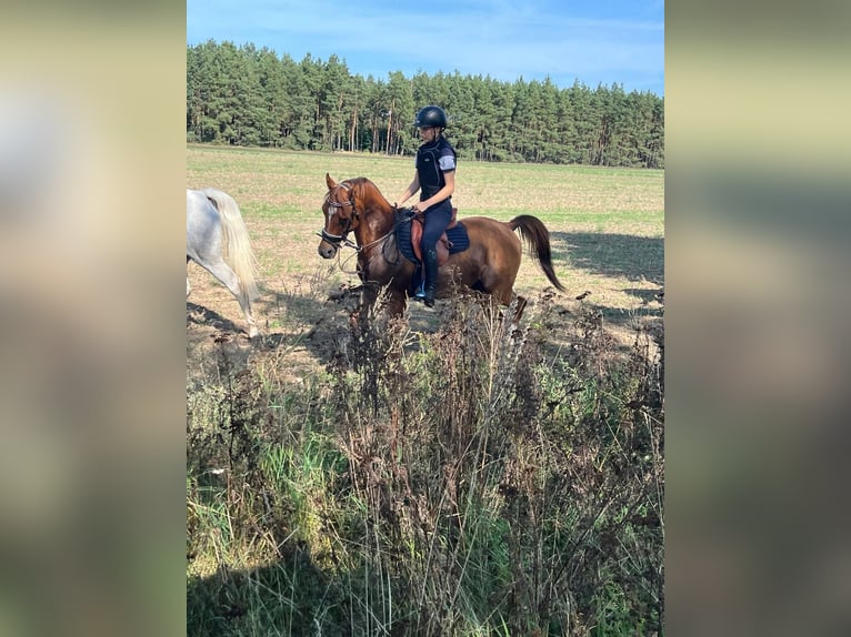 Weitere Ponys/Kleinpferde Wallach 13 Jahre 148 cm Fuchs in Pritzwalk