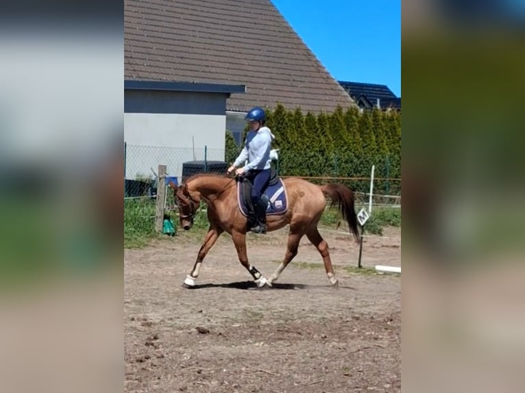 Weitere Ponys/Kleinpferde Wallach 13 Jahre 148 cm Fuchs in Pritzwalk