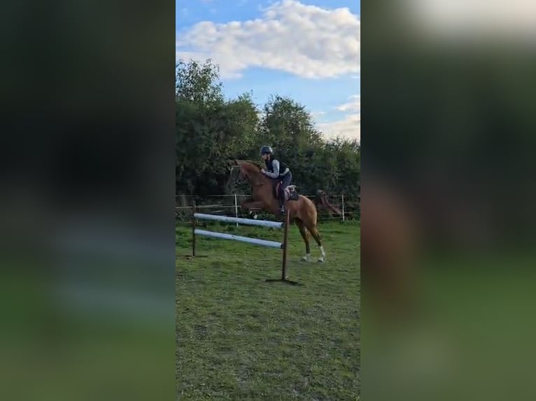 Weitere Ponys/Kleinpferde Wallach 13 Jahre 148 cm Fuchs in Pritzwalk