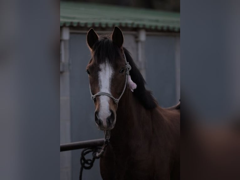 Weitere Ponys/Kleinpferde Wallach 13 Jahre 149 cm Brauner in Sabadell
